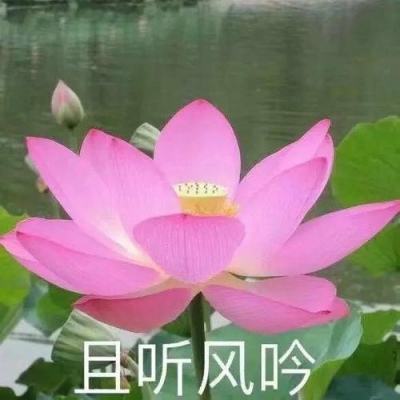 散人打金手机版(暂未上线)v1.0 安卓版
